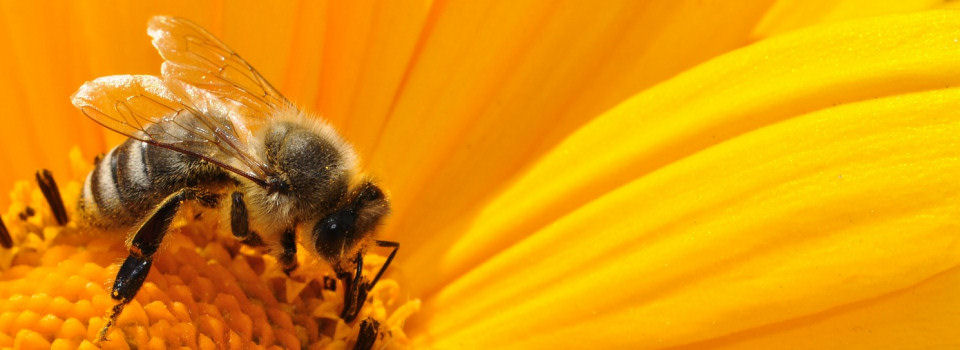 Käthe´s Bienenwachskerzen
